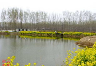 魚(yú)塘消毒的常用藥劑有哪些